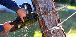 Professional Tree Removal Services in Alliance, NC